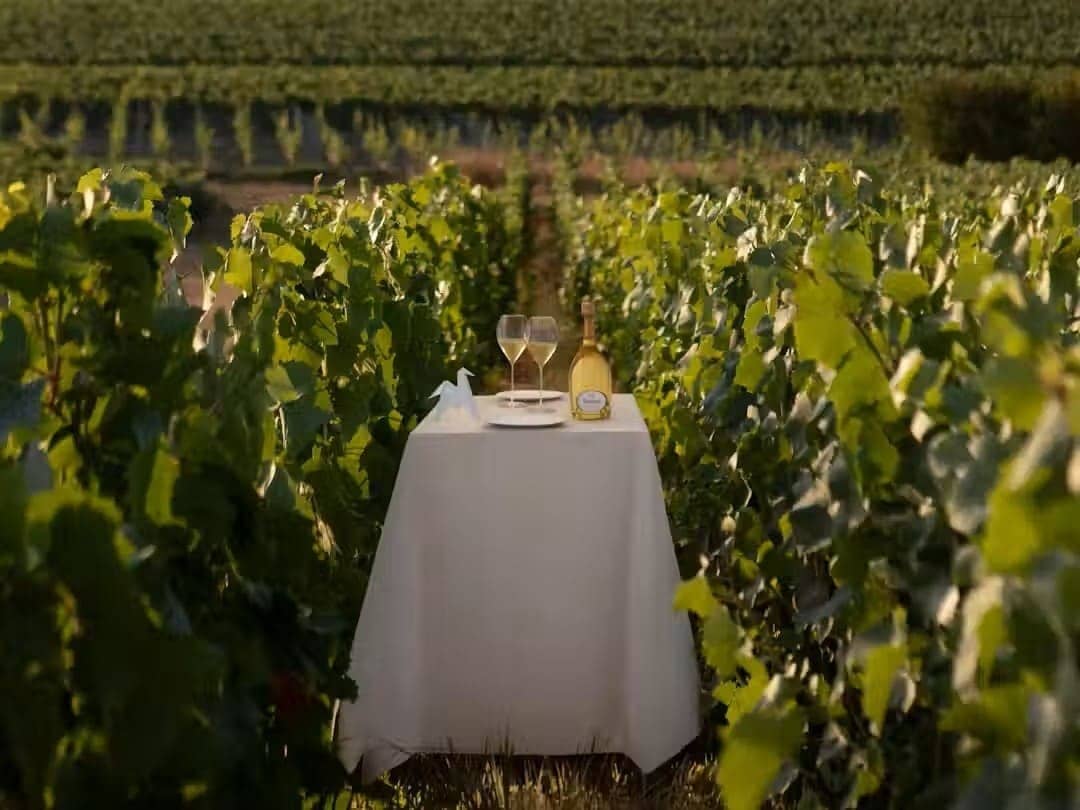 Table nappée de blanc au milieu des vignes, deux coupes et une bouteille de Ruinart
