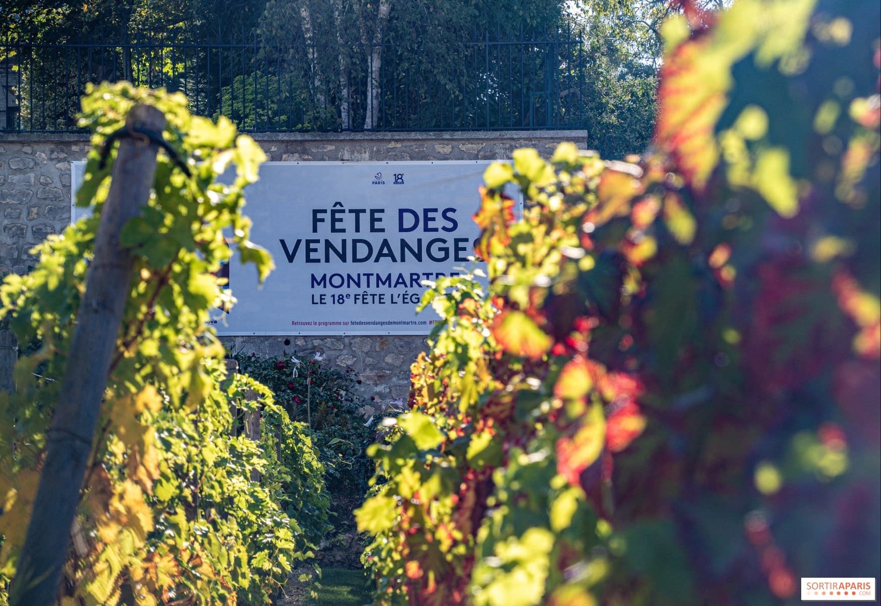 Banderole de la Fête des Vendanges vue entre les rangs de vigne du clos Montmartre en automne