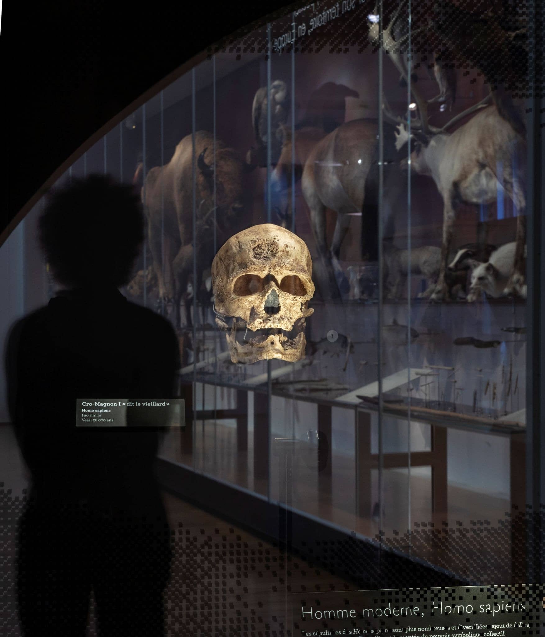 A lit skull in a display case at the Musée de l'Homme, with a visitor's silhouette in the dark