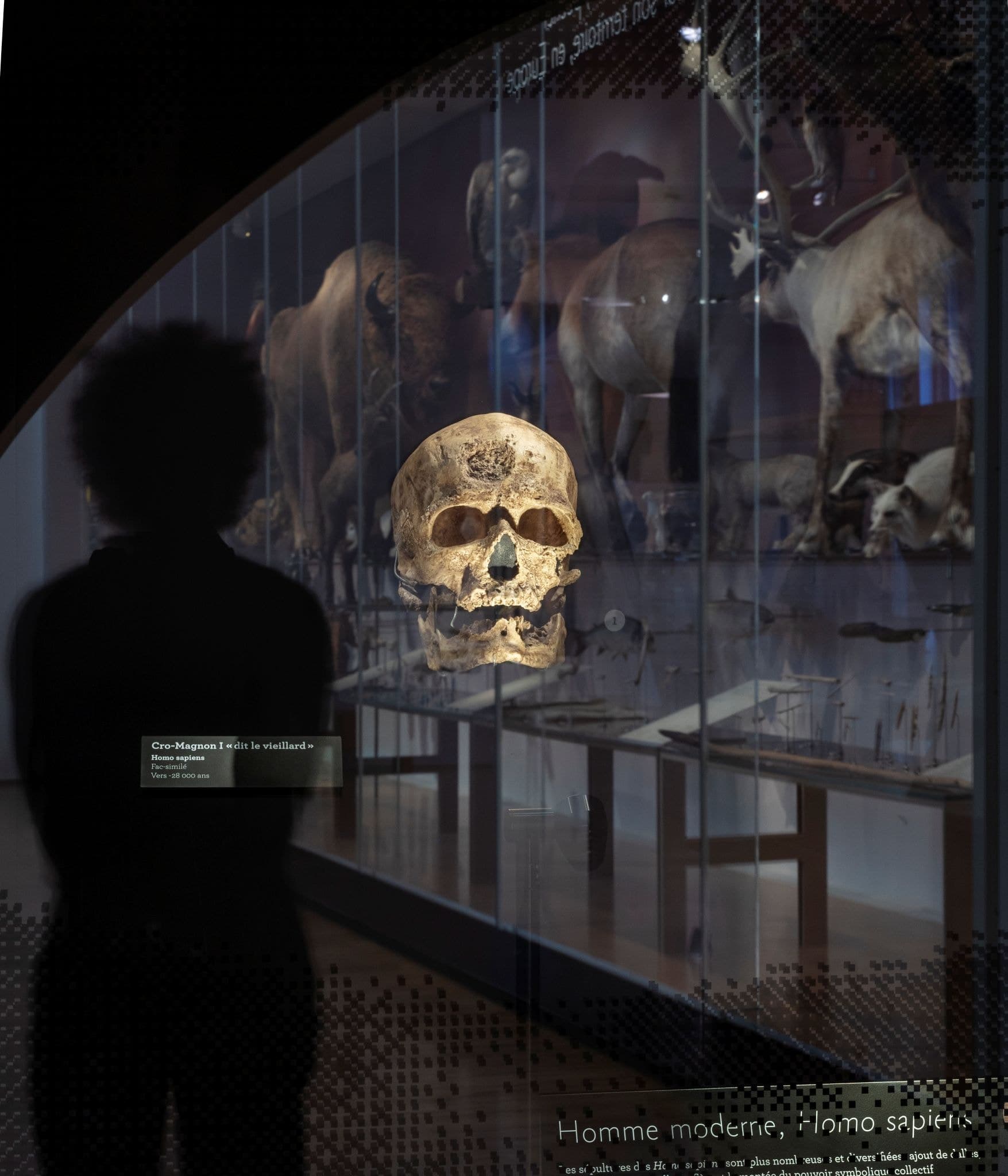 Un crâne éclairé dans une vitrine du Musée de l'Homme, la silhouette d'un visiteur dans la pénombre