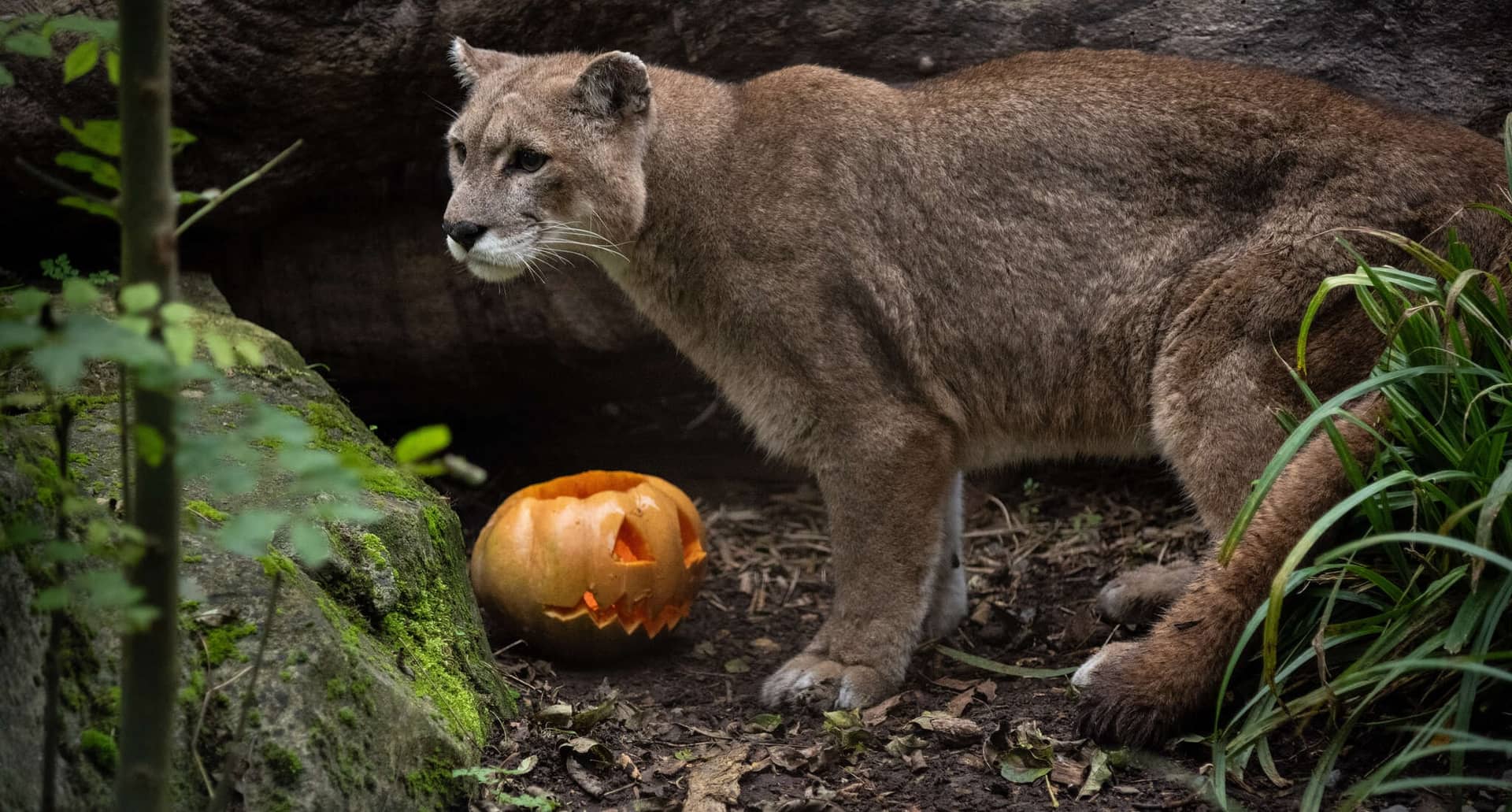 Journée Frissons: Halloween at the Paris zoo, with witches, pumpkins and vultures, Parc zoologique de Paris (photo 2)