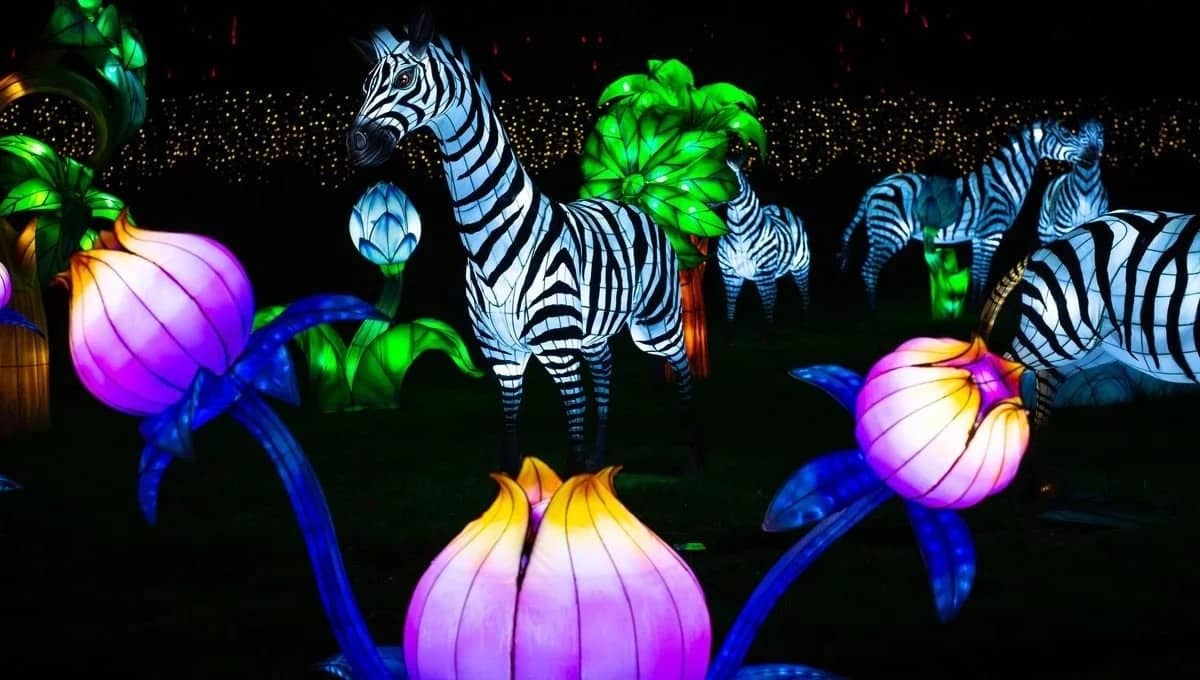 Zèbres et fleurs violettes en lanternes de soie illuminées dans le noir, parcours de L'Odyssée Lumineuse
